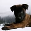 Purebred Belgian Malinois Puppies photo 4