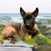 Purebred Belgian Malinois Puppies photo 7