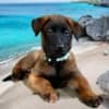 Purebred Belgian Malinois Puppies photo 8