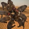 Purebred Belgian Malinois Puppies photo 10
