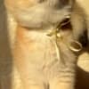 British Shorthair ny12(11) female photo 1