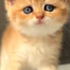 British Shorthair ny12(11) female photo 2
