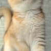 British Shorthair ny12(11) female photo 3