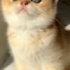 British Shorthair ny12(11) female photo 4