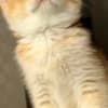 British Shorthair ny12(11) female photo 5