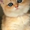 British Shorthair ny12 Female photo 1