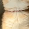 British Shorthair ny12 Female photo 2
