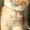British Shorthair ny12 Female photo 3