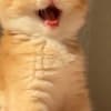 British Shorthair ny12 Female photo 4