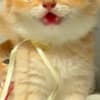 British Shorthair ny12 Female photo 5