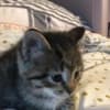 Kittens ready for their new homes! photo 1