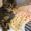 Kittens ready for their new homes! photo 2