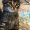 Kittens ready for their new homes! photo 3