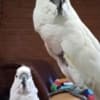 Sibling Umbrella Cockatoo's male/female photo 2