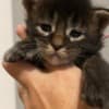 ReallyCoons photo 1