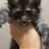 ReallyCoons photo 2
