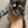 ReallyCoons photo 3