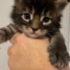 ReallyCoons photo 4