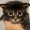 ReallyCoons photo 6
