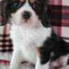 Adorable Male & Female Cavalier King Charles Spaniel Puppies photo 1