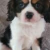 Adorable Male & Female Cavalier King Charles Spaniel Puppies photo 2
