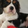 Adorable Male & Female Cavalier King Charles Spaniel Puppies photo 3