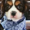 Adorable Male & Female Cavalier King Charles Spaniel Puppies photo 4