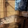 Miners Cat (Ringtail Cat) photo 1