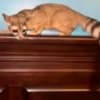Miners Cat (Ringtail Cat) photo 2