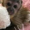CAPUCHIN MONKEYS FOR SALE photo 1