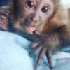 CAPUCHIN MONKEYS FOR SALE photo 2