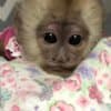 CAPUCHIN MONKEYS FOR SALE photo 3