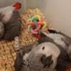 BEAUTIFUL AFRICAN GREY PARROT photo 1