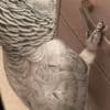 BEAUTIFUL AFRICAN GREY PARROT photo 2
