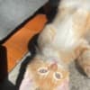 Mixed orange ragdoll kitten photo 1
