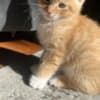 Mixed orange ragdoll kitten photo 2