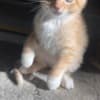 Mixed orange ragdoll kitten photo 3