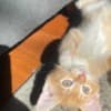 Mixed orange ragdoll kitten photo 4