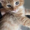 Mixed orange ragdoll kitten photo 5