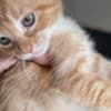 Mixed orange ragdoll kitten photo 6