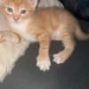 Mixed orange ragdoll kitten photo 7