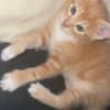 Mixed orange ragdoll kitten photo 8