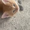 Mixed orange ragdoll kitten photo 9