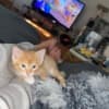 Mixed orange ragdoll kitten photo 10
