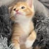 Mixed orange ragdoll kitten photo 11