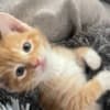 Mixed orange ragdoll kitten photo 12