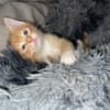 Mixed orange ragdoll kitten photo 13