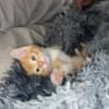 Mixed orange ragdoll kitten photo 14