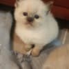 Ragdoll/persian photo 1