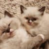 Ragdoll/persian photo 2